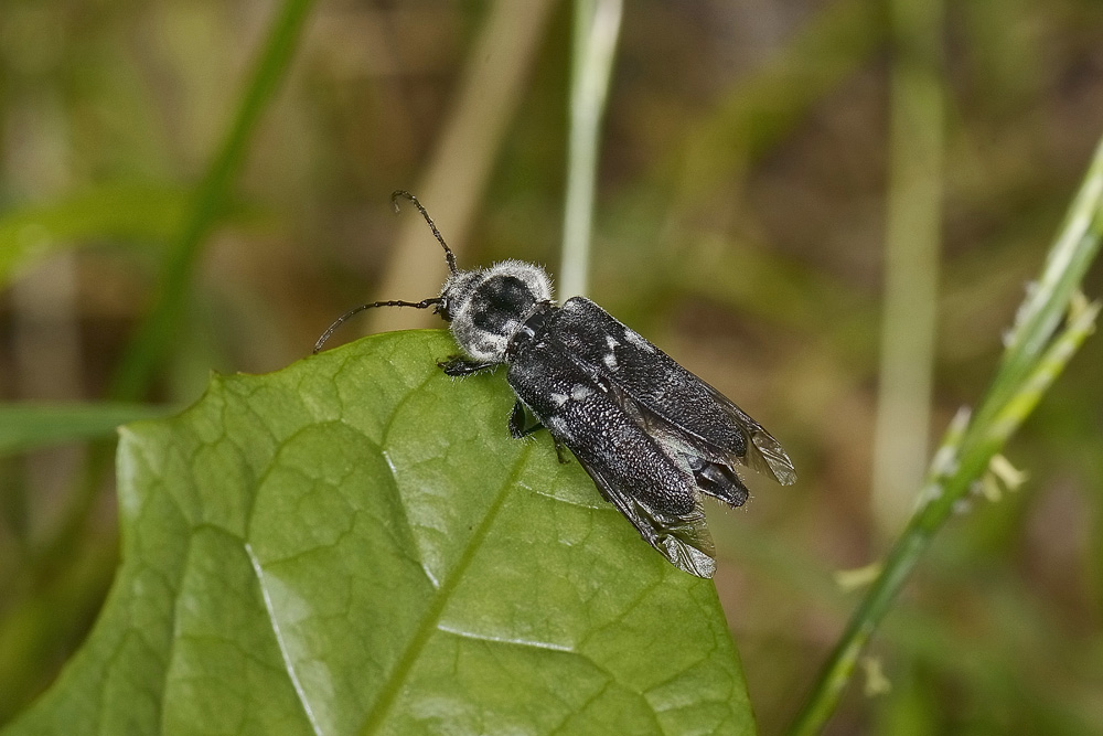 Hylotrupes bajulus con qualche problema?